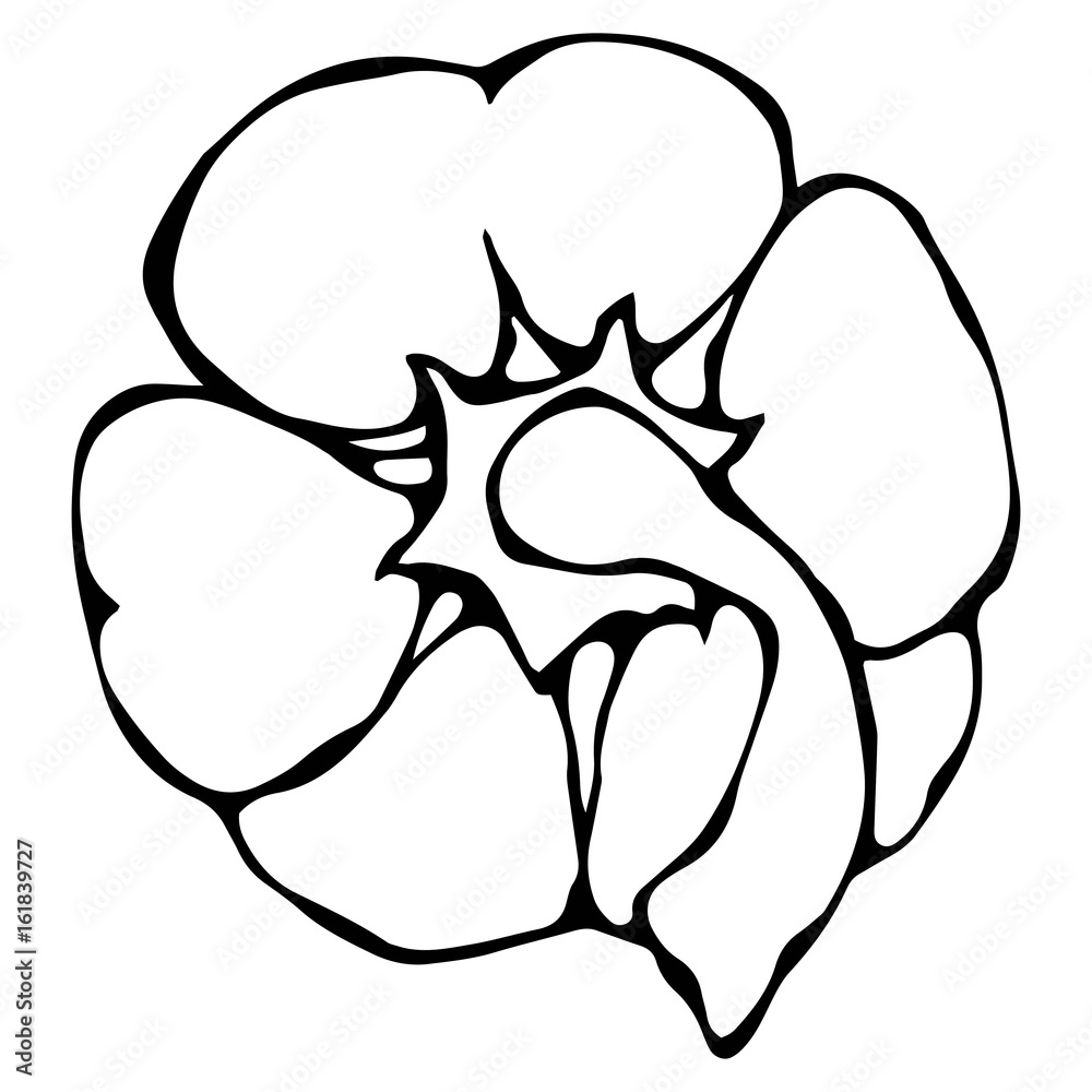 Paprika, Bell Pepper or Sweet Bulgarian Pepper Top View. Isolated On a White Background. Realistic and Doodle Style Hand Drawn Sketch Vector Illustration.