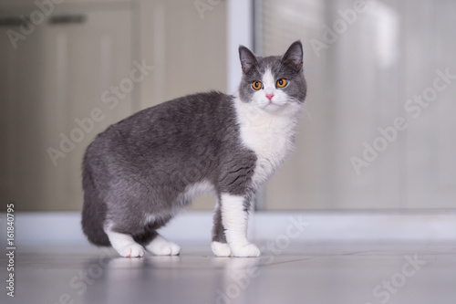 Gray British shorthair cats, indoors