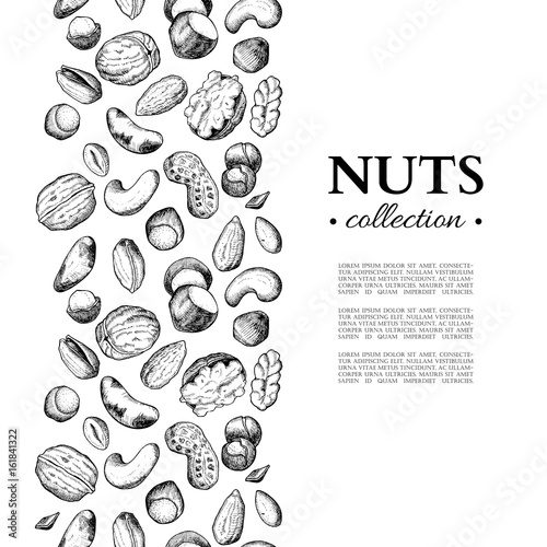 Nuts vector vintage frame illustration. Hand drawn engraved food objects.