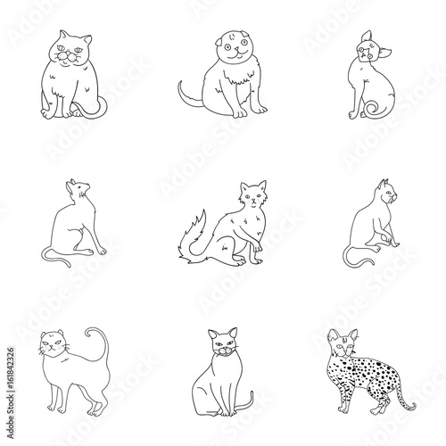 Collection of cats in one picture. Different cats in one picture. Cat breeds icon in set collection on outline style vector symbol stock illustration.