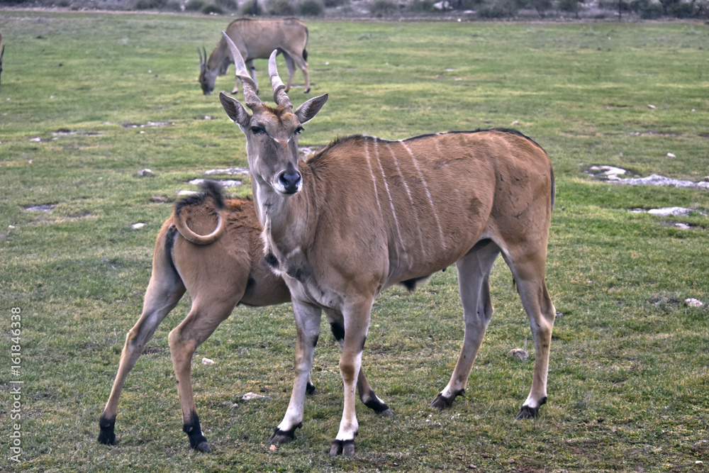 eland eland