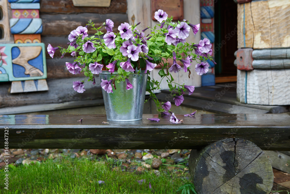 The farbitis purple morning glory (Pharbitis) in a bucket on a natural stand after a rain . Decorative lilac flowers for decoration outside. The design of the garden colored delicate.