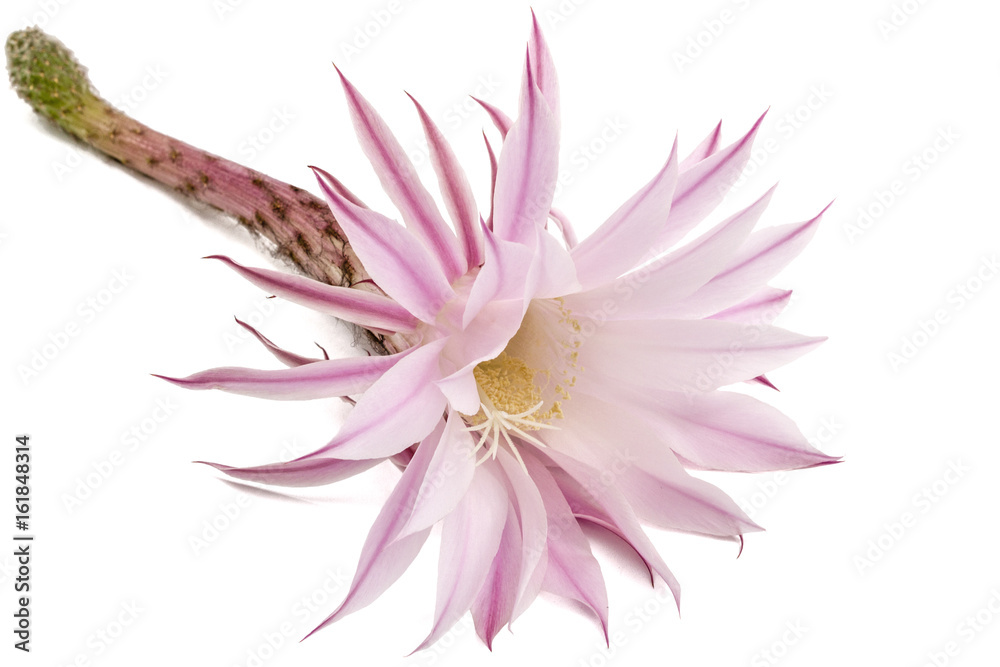 Beautiful soft pink cactus flower, isolated on white background