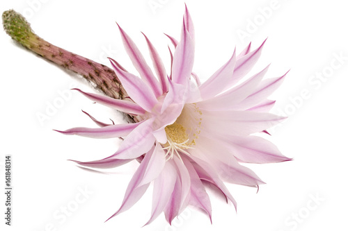 Obraz na płótnie Beautiful soft pink cactus flower, isolated on white background w salonie