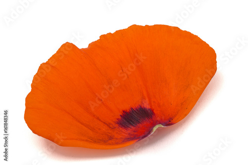 Petals of poppy flower, isolated on white background