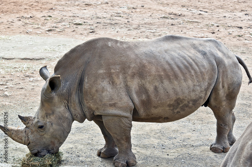 white  rhinoceros