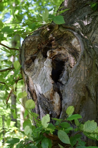 Stary konar drzewa - dziupla