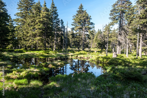Fototapeta Naklejka Na Ścianę i Meble -  small lake with trees around and clear sky in upland moor