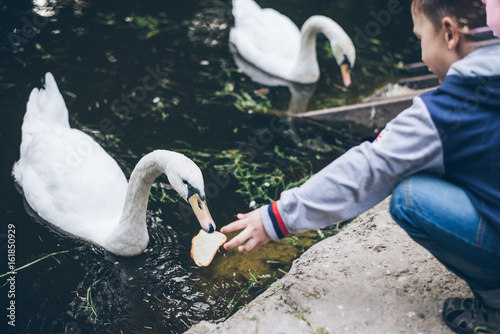 Fototapeta Naklejka Na Ścianę i Meble -  kid feeding swan with bread