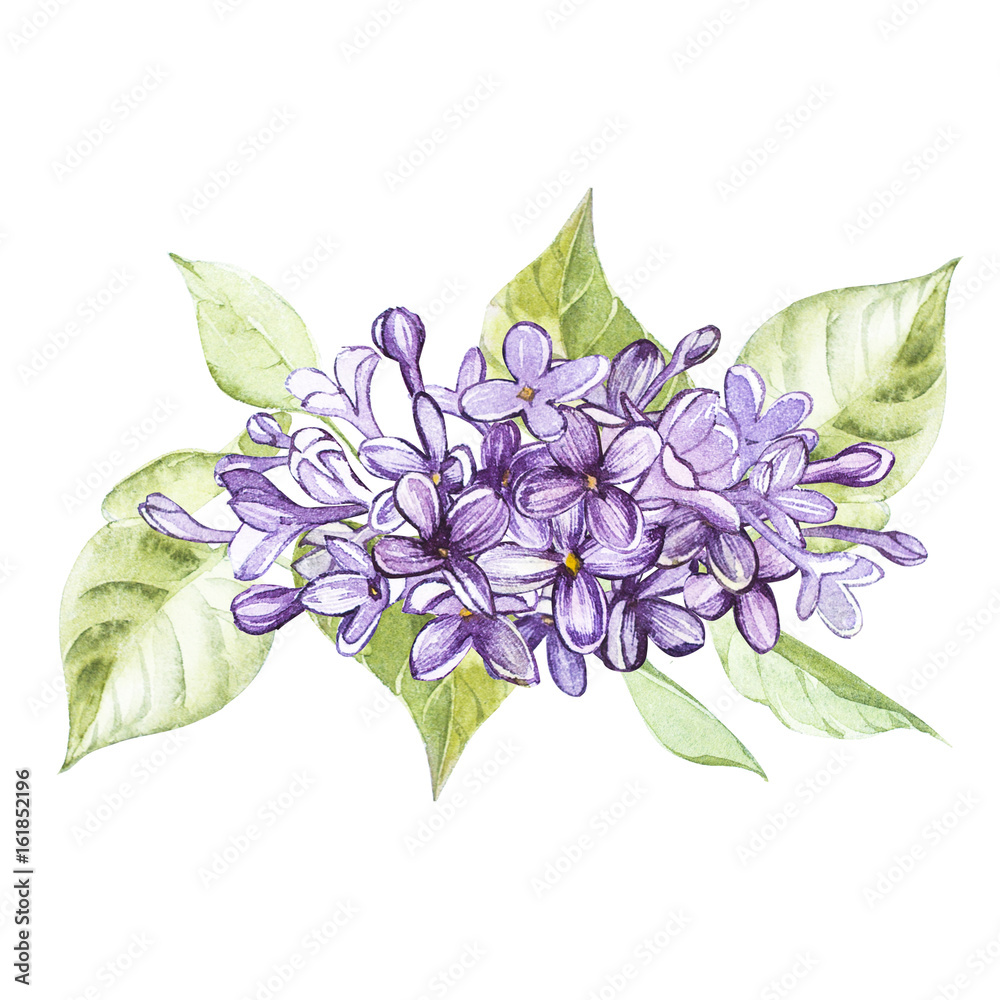 Fototapeta premium Hand drawn watercolor botanical illustration of Lilac. Element for design of invitations, movie posters, fabrics and other objects. Isolated on white.
