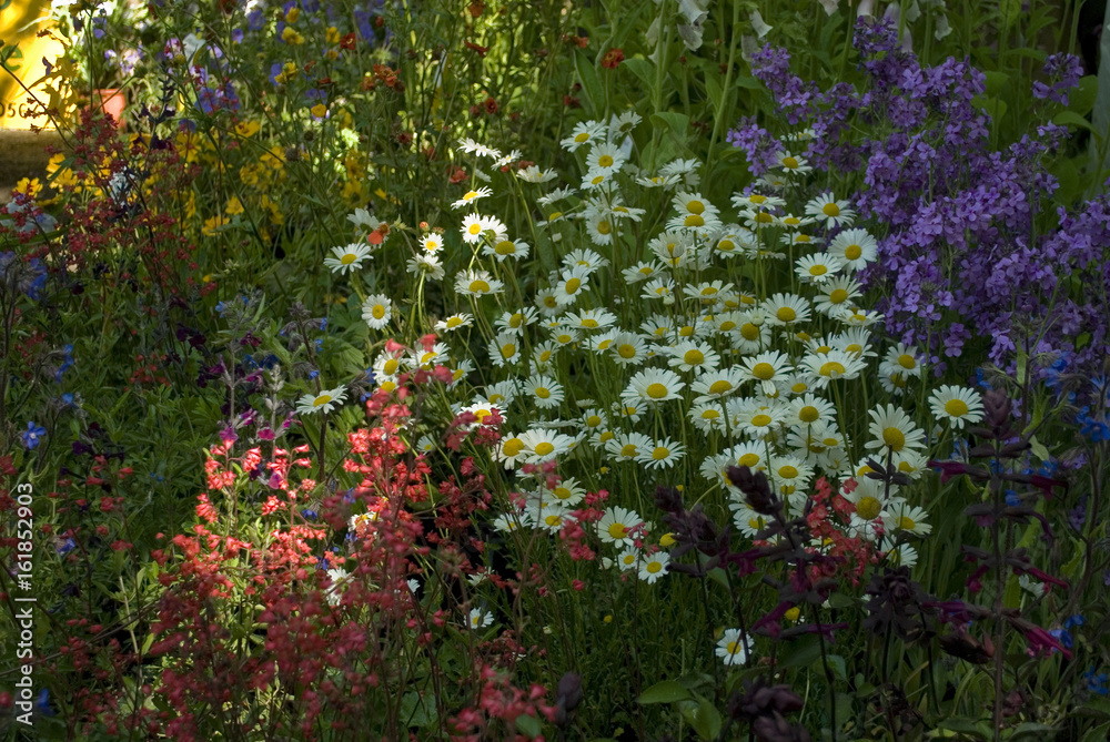 Close-up of a flowerbed of a garden with daisy flowers, bell, euchera, sage, illuminated by some rays of sun, photographed on a spring morning, italy