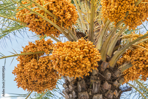 Close up clusters yellow ripe dates (Phoenix dactylifera) hanging on date palm  photo