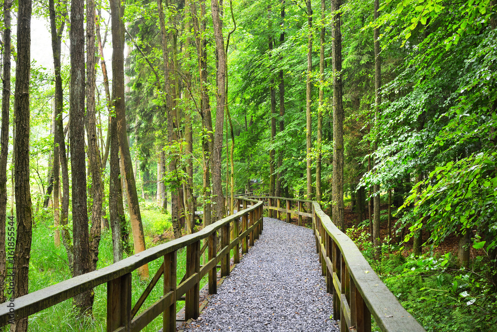 Fototapeta premium A path through green beech forest with mist, Herford, Germany