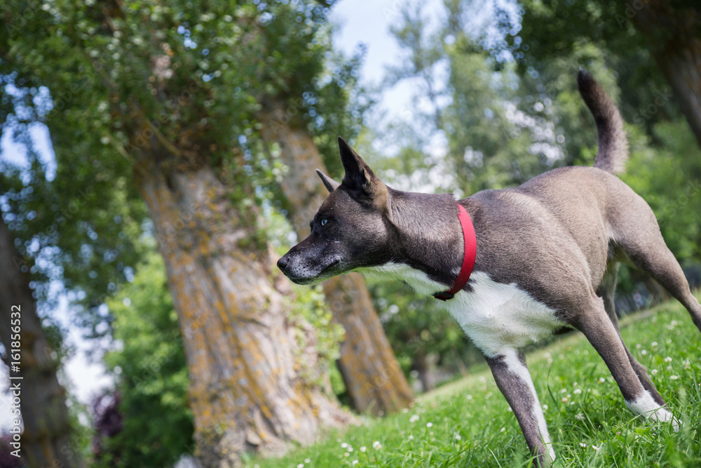 Naklejka premium Perro en el bosque