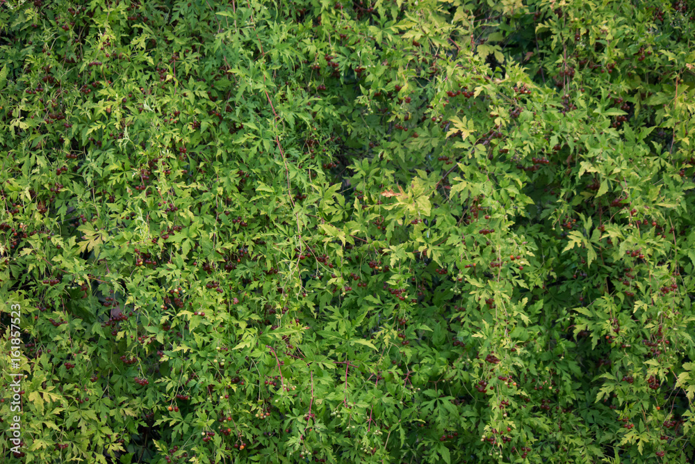 Fototapeta premium green wall