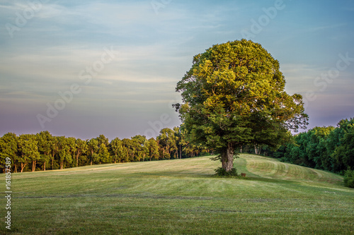 einsamer Baum abends auf den Dreifaltigkeitsberg bei Spaichingen photo