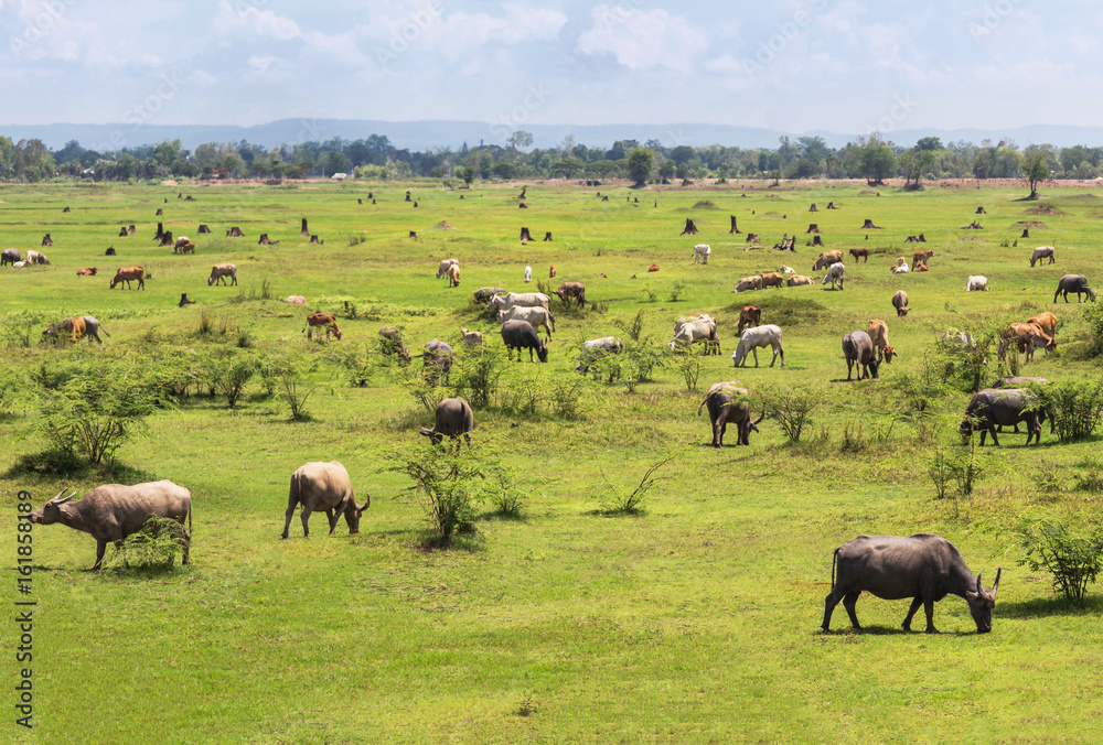Many buffaloes and cows grazing on the grassy field