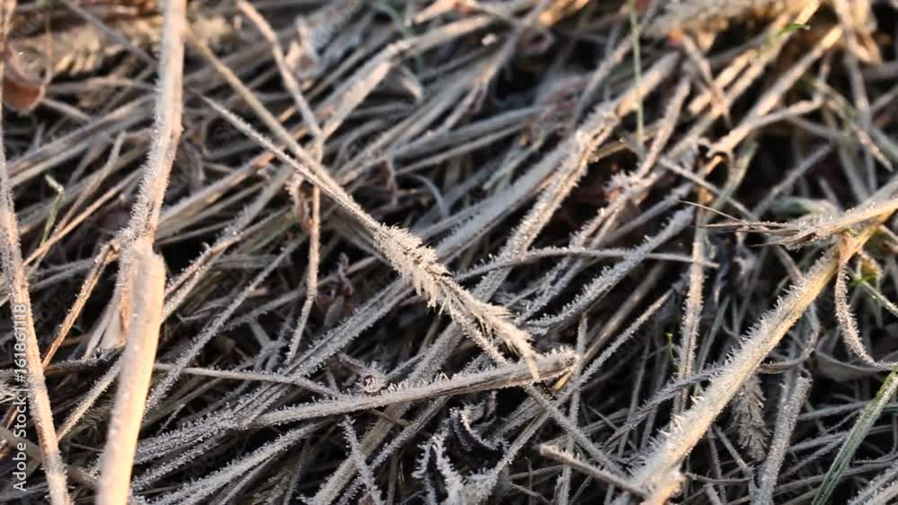 Dry grass all in frost, morning frosts autumn Dry grass all in frost, morning frosts autumn