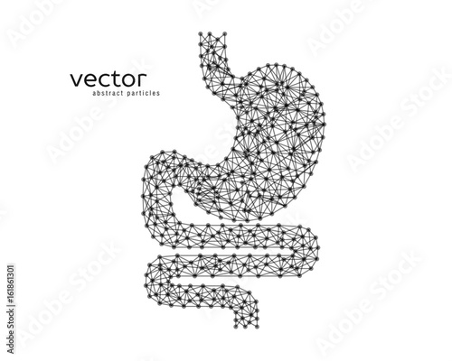 Abstract vector illustration of human stomach.