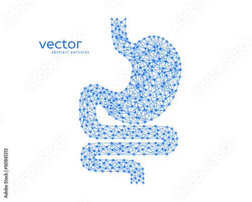 Abstract vector illustration of human stomach.