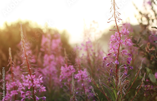 wild flower in fog on sunset