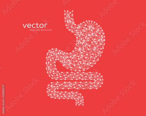 Abstract vector illustration of human stomach. photo
