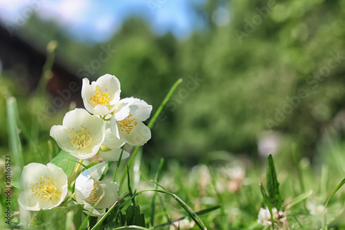 daisy bush flowering in summer