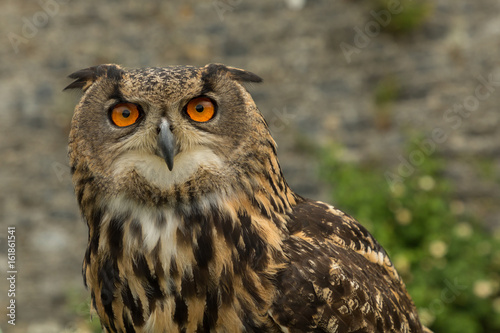 Eurasian Eagle owl