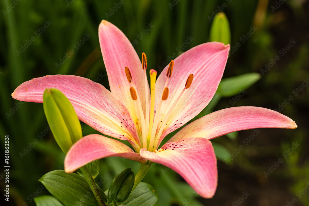 brilliant pink lily newly opened in the garden brilliant pink lily newly opened in the garden