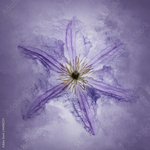 Clematis, purple