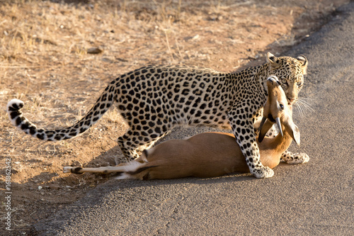 leopard kill photo