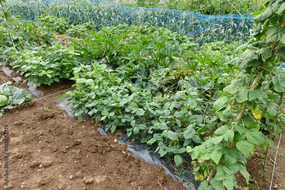 ６月の菜園