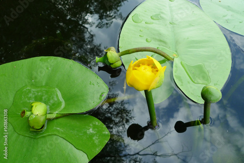 Flovers nuphar lutea (water-lily, brandy-bottle, cow lily) on a lake. photo