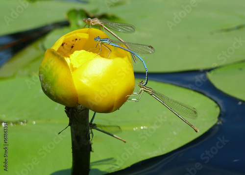Flower yellow brandy-botte (nuphar lutea, water lily) with dragonfly insect on a lake.