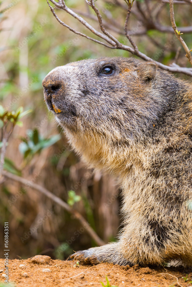 detailed outdoor portrait of alpine groundhog (Marmota monax) detailed outdoor portrait of alpine groundhog (Marmota monax)