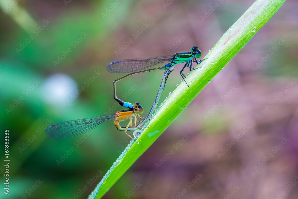 Two dragonfly love Two dragonfly love