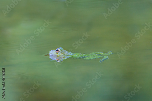 natural green frog (Rana esculenta) swimming in green water