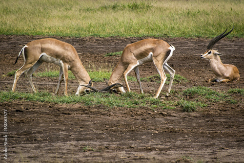 The fight of gazelles about the visiting female