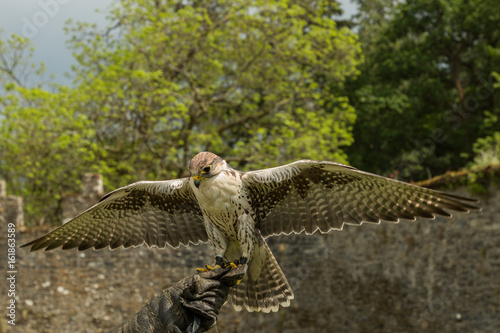 majestic falcon