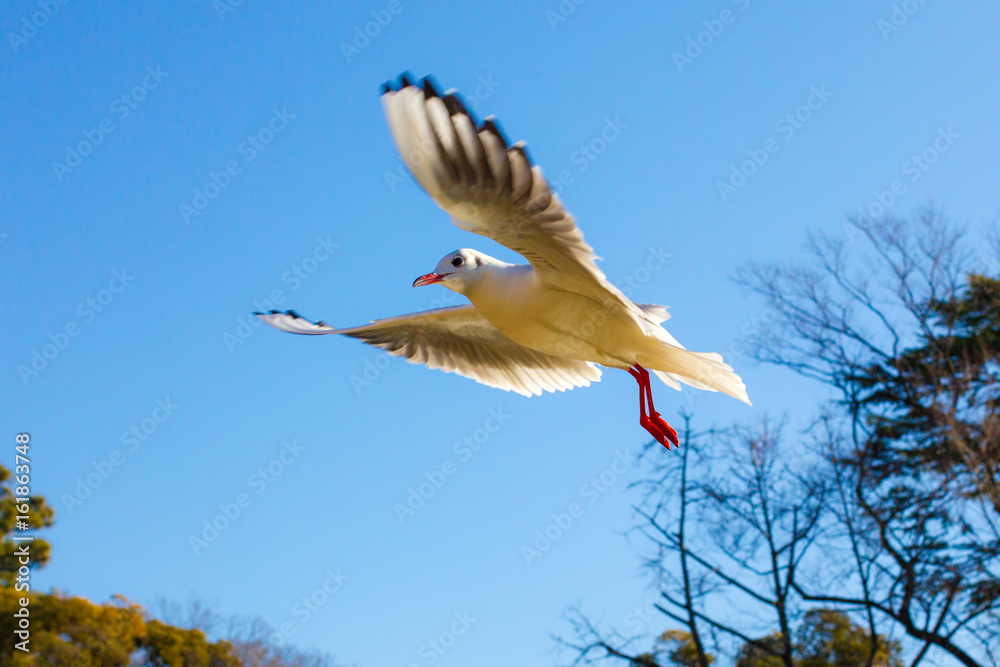 Obraz premium Flying