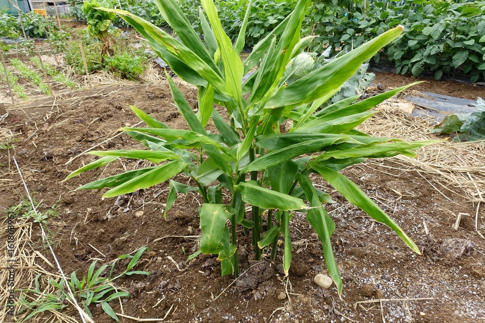 Obraz premium ６月の菜園