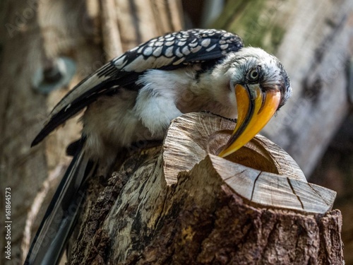 Gelbschnabel Nashornvogel photo