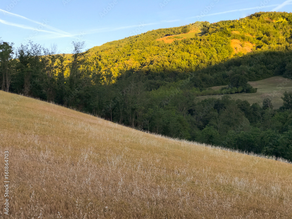 Obraz premium cultivation of wheat in a field in the hills at sunset.
