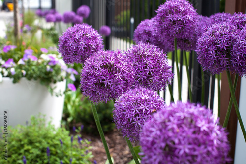 Fototapeta Naklejka Na Ścianę i Meble -  Allium giganteum
