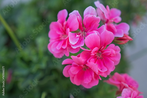 Fototapeta Naklejka Na Ścianę i Meble -  Geranien in pink im Garden