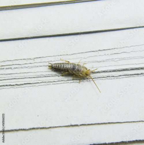 Pest books and newspapers. Insect feeding on paper - silverfish