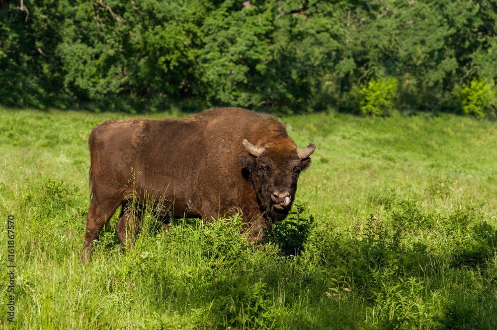 Zimbru - European Bison Zimbru - European Bison