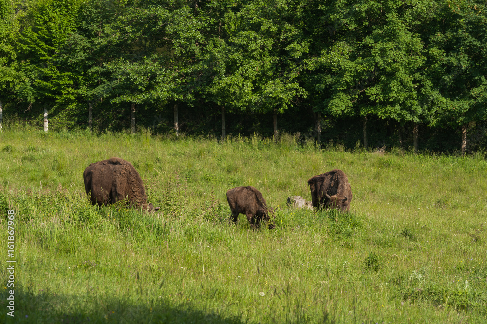 Zimbru - European Bison Zimbru - European Bison