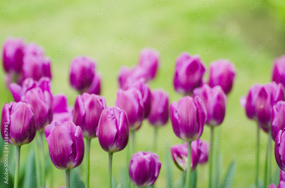 Spring meadow with violet tulip flowers, floral natural seasonal easter background with copy space