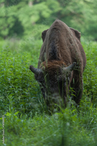 Zimbru - European Bison photo